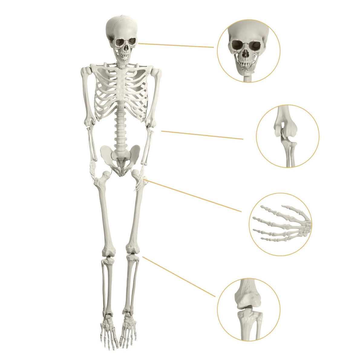 5.4ft Poseable Life Size Skeleton with Movable Joints U93990