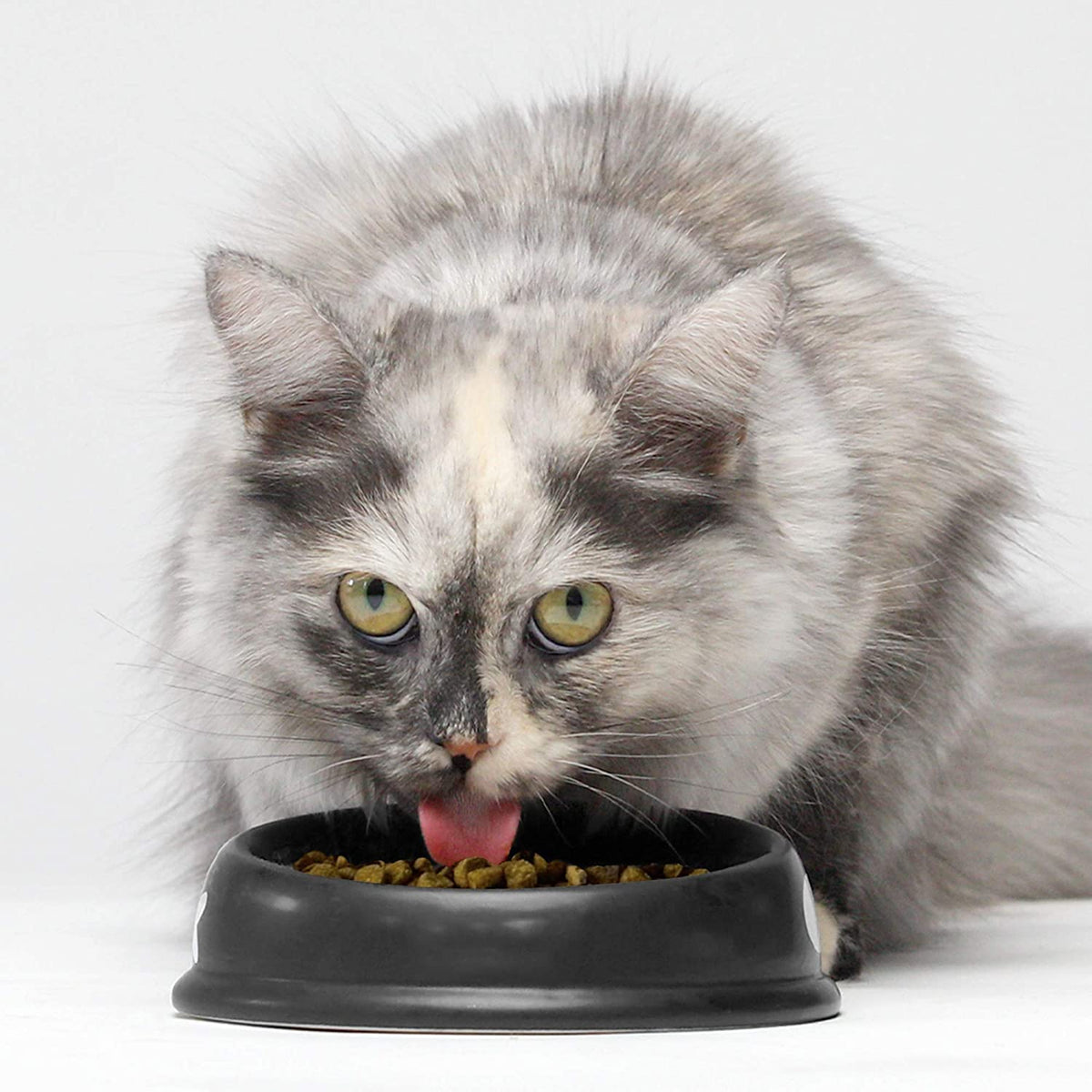 Grain-Free Dry Cat Food with Turkey & Chicken, 2 lbs A685915
