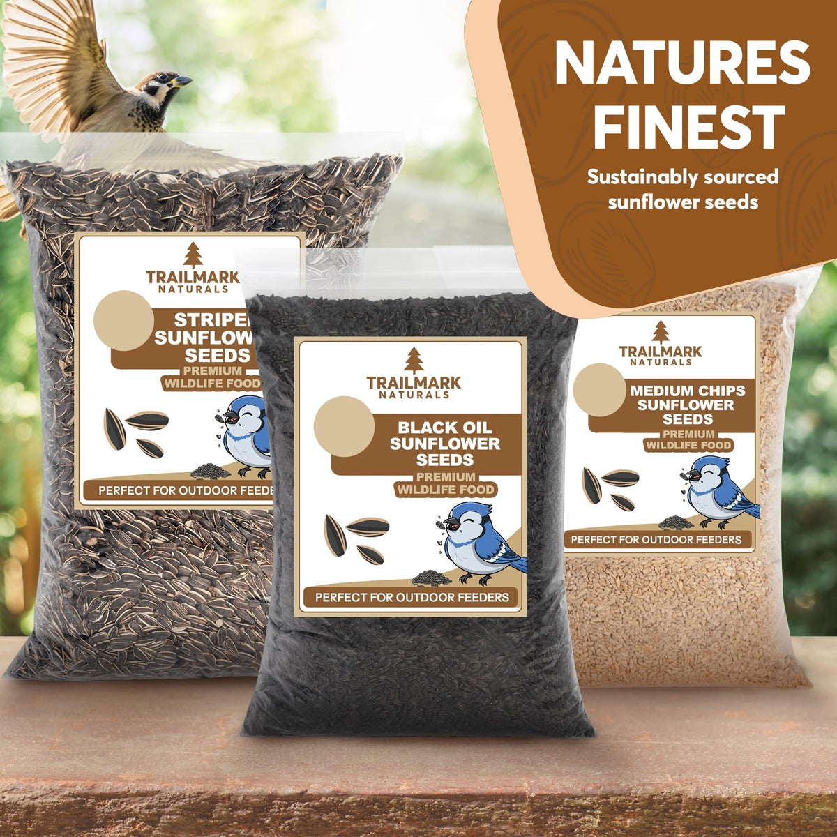 Black Oil Sunflower Seeds for Birds J63910