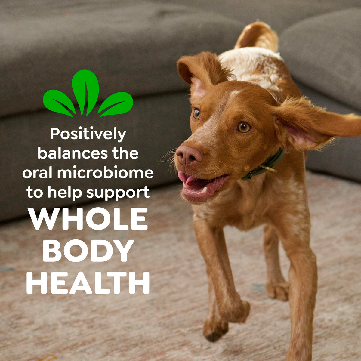 Natural Dental Dog Treats Fresh Mint Flavor 12 Count P182