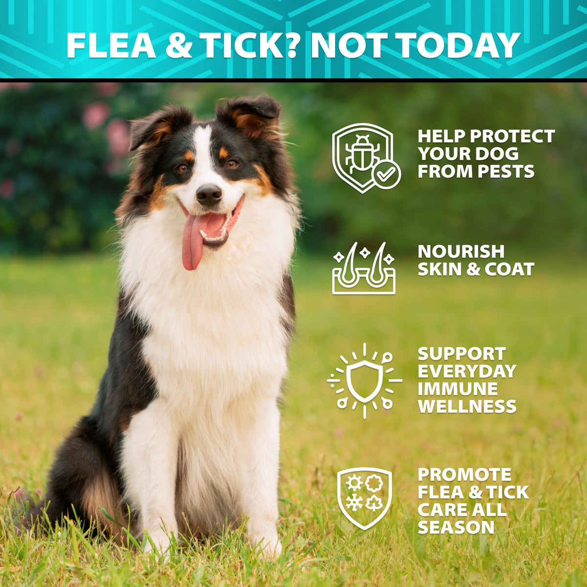 Natural Flea & Tick Chews for Dogs G42769