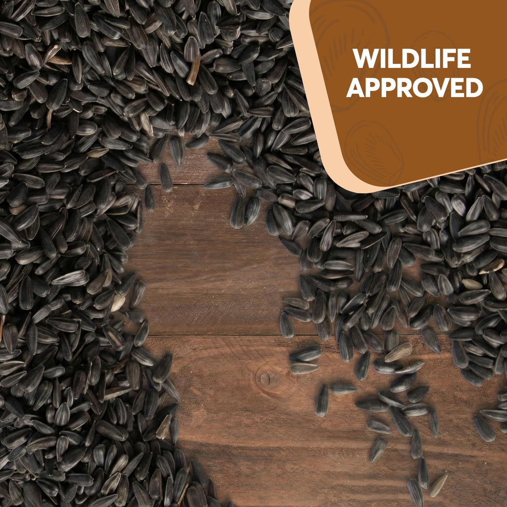 Black Oil Sunflower Seeds for Birds J63910