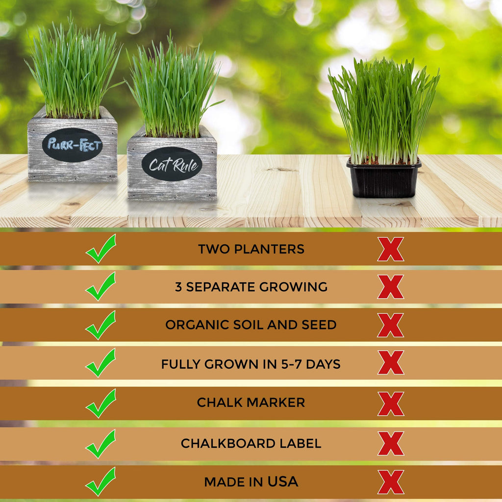 Organic Wheatgrass Seed & Soil Cat Grass Kit K738581