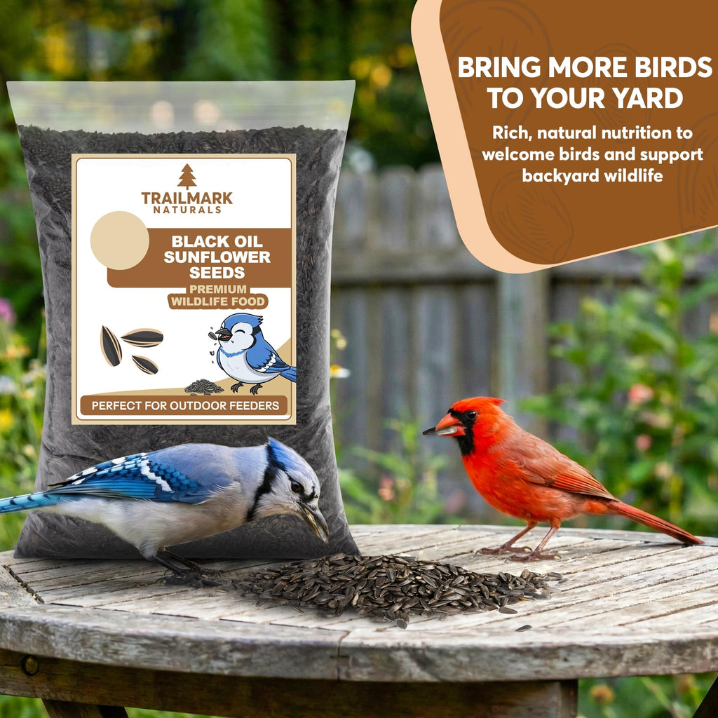 Black Oil Sunflower Seeds for Birds J63910