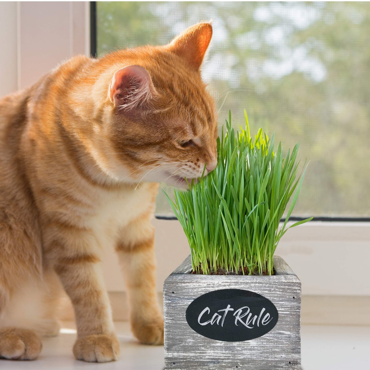 Organic Wheatgrass Seed & Soil Cat Grass Kit K738581