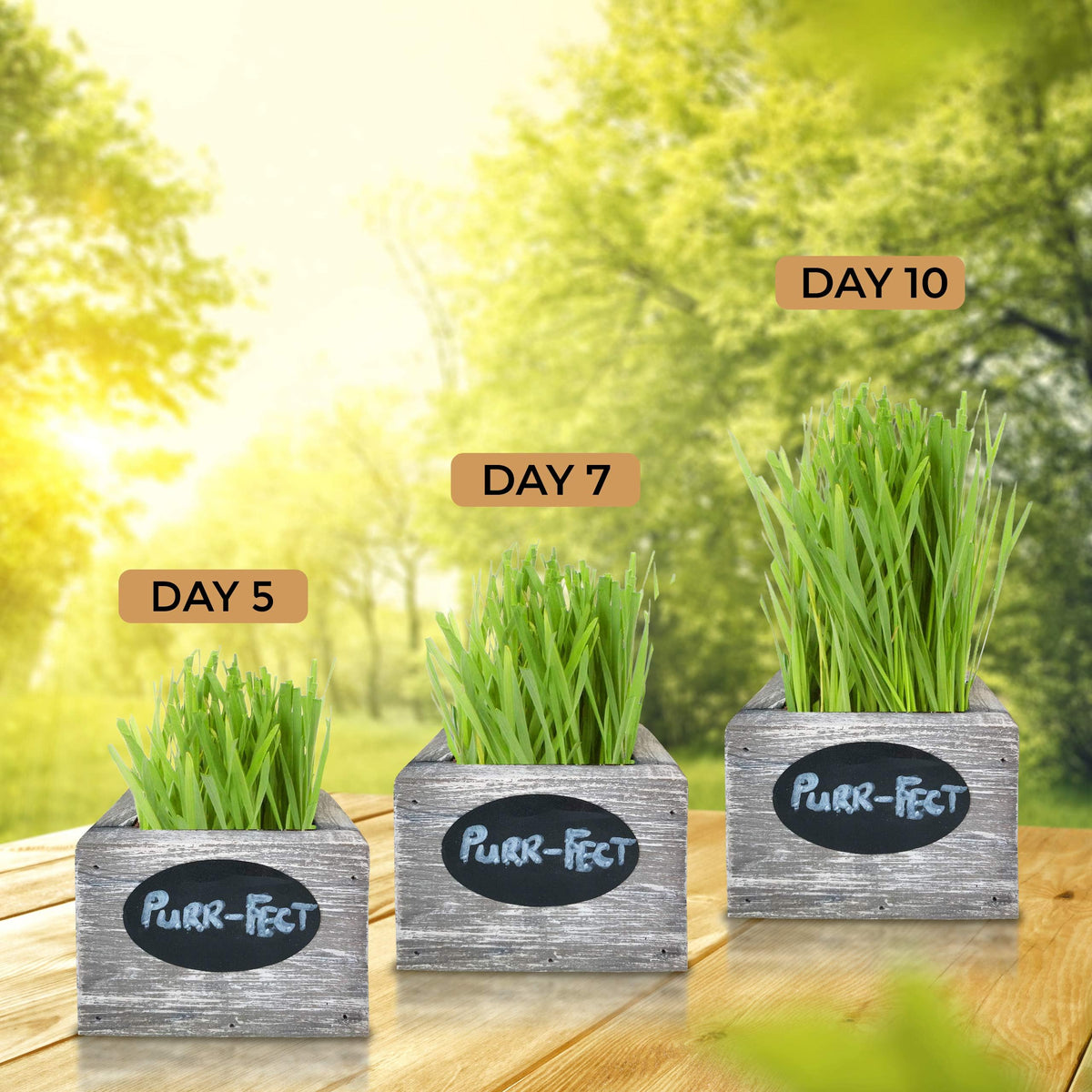 Organic Wheatgrass Seed & Soil Cat Grass Kit K738581